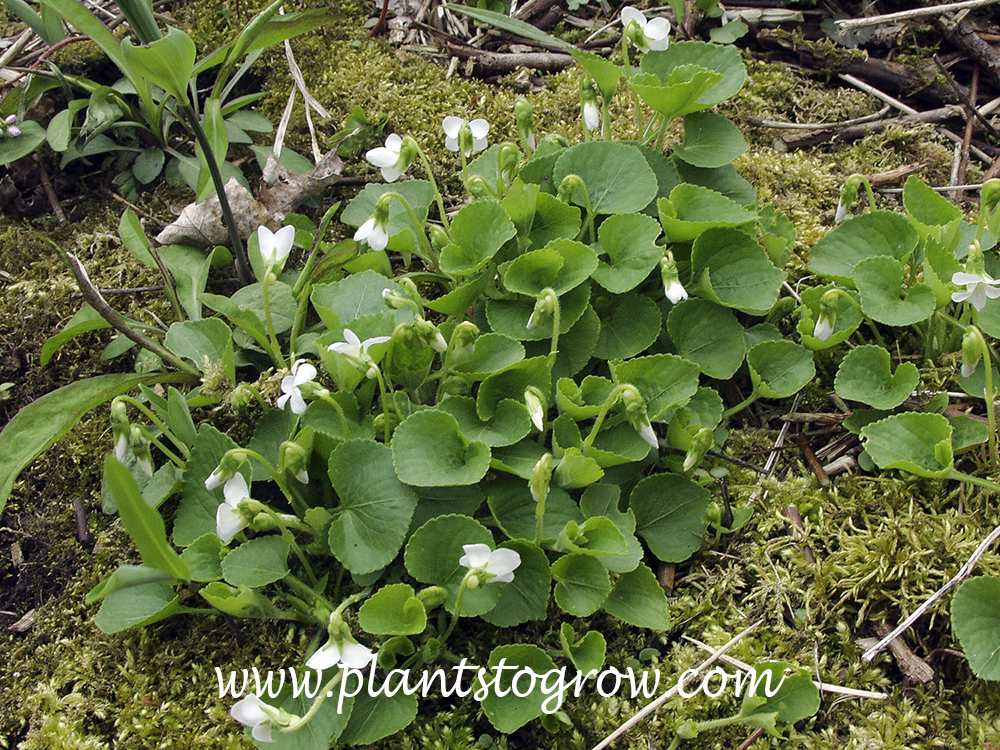 White Wood Violet (Viola soronia albiflora)
Happily growing in a moss covered shaped area of a woods.